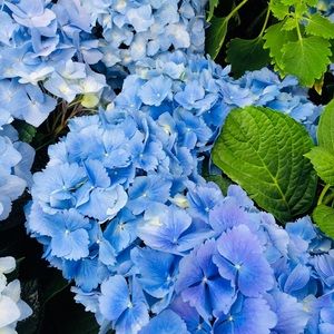 Meet your Posher, Alexandra